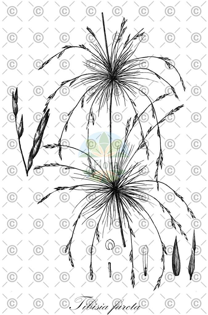 HistAbb_7WTN_2_ENZY_Simple | Historische Abbildung von Tibisia farcta - Poaceae | Historical Illustration of Tibisia farcta - Poaceae