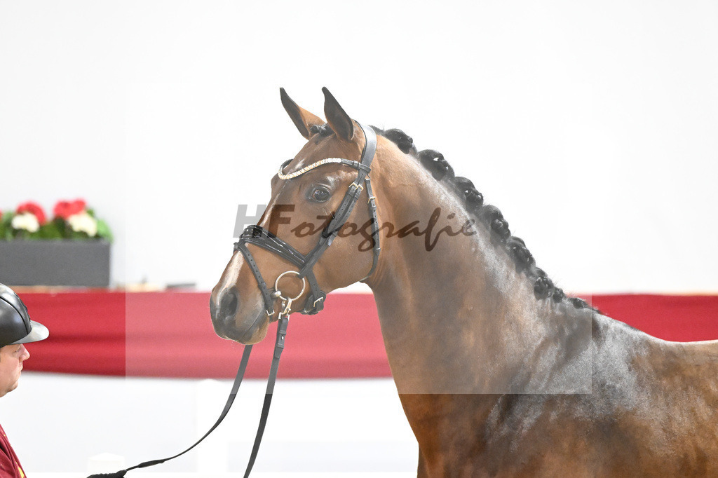 Kat-Nr. 37 v. Carrera VDL_Schep_63220959 | hf-fotografie - Realizzato con Pictrs.com