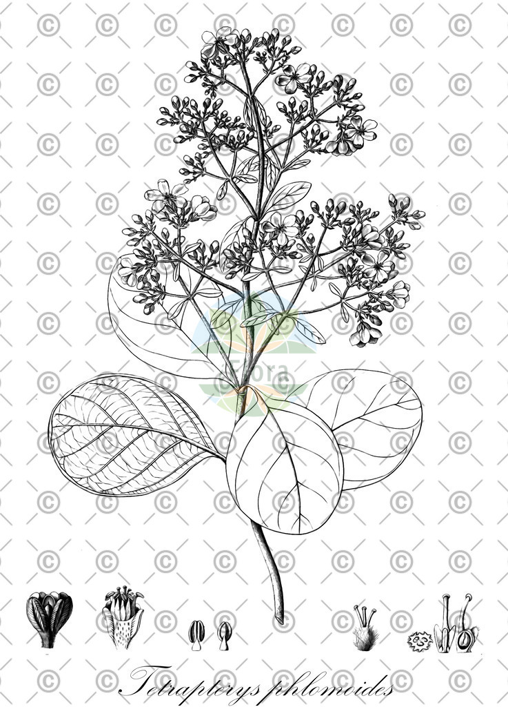 HistAbb_wfo-0000569275_2_ENZY_Simple | Historische Abbildung von Tetrapterys phlomoides - Malpighiaceae | Historical Illustration of Tetrapterys phlomoides - Malpighiaceae