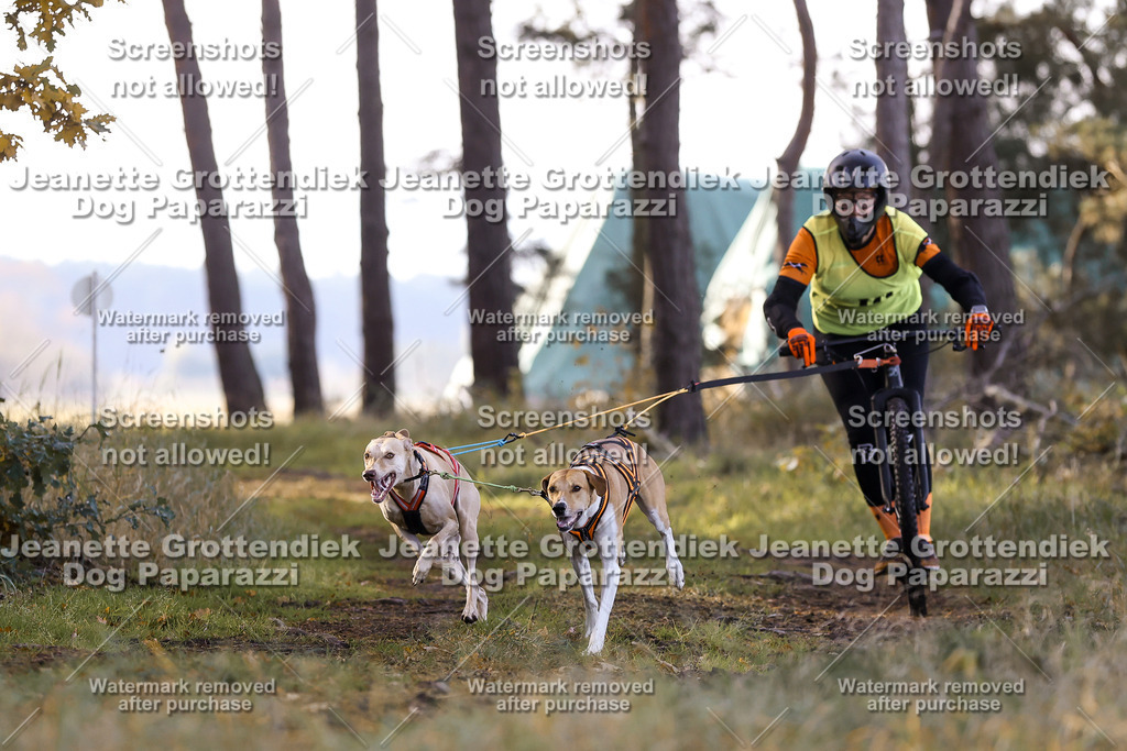 Dog Paparazzi - Elsholz 25 -64 | Dog Paparazzi Jeanette Grottendiek Fotografie & Videografie - Realisiert mit Pictrs.com