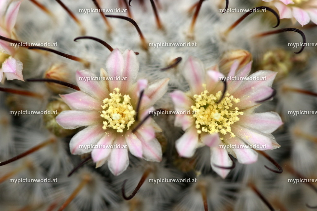 Mammillaria perezdelarosae-002 | Das Bilderarchiv über Tiere, Planzen und Landschaften. In der Bilddatenbank finden Sie ein große Auswahl an hochwertigen Bilder für Ihre Werbung - Realisiert mit Pictrs.com