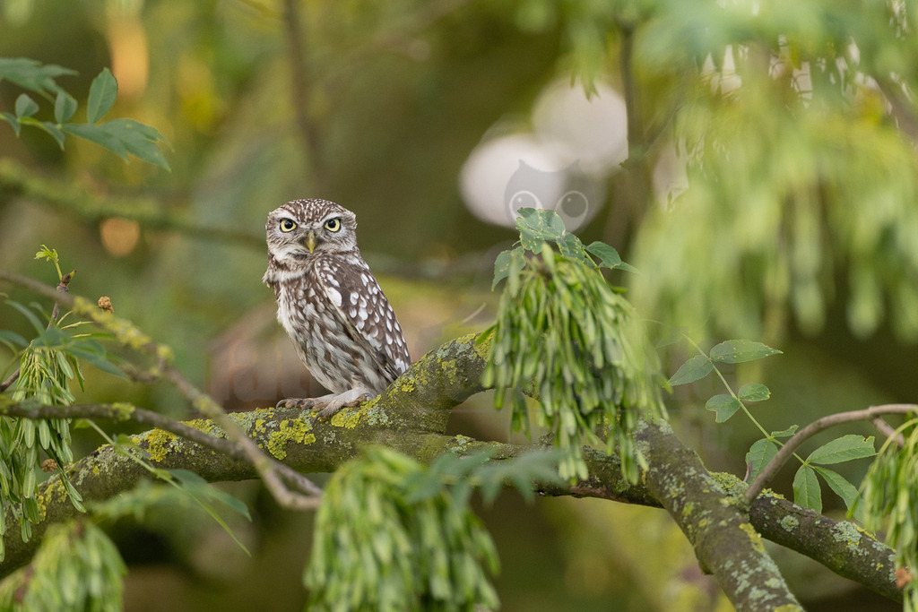 R6M33990_20260530 | Ein Steinkauz (Athene noctua) sitzt auf einem moosbewachsenen Ast, umgeben von grünen Blättern und Samenständen. Der Vogel hat auffällige gelbe Augen und ein braun-weiß geflecktes Gefieder. Er blickt aufmerksam nach vorne. - Realisiert mit Pictrs.com