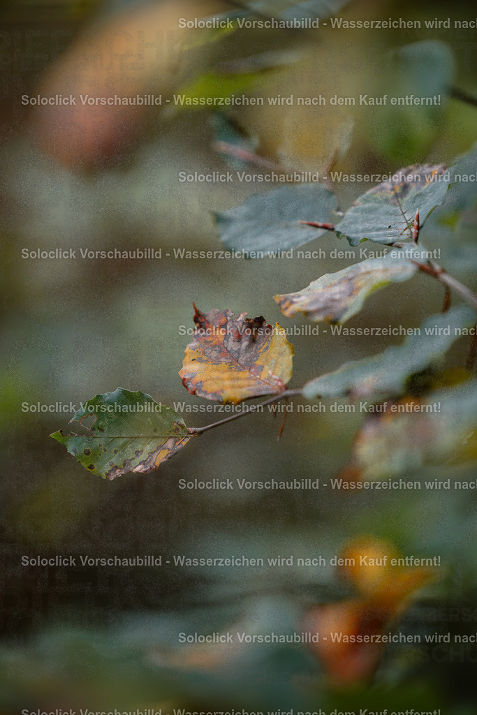 renaldo23_gravity-cup_kgl26__0942 | soloclick - Realisiert mit Pictrs.com