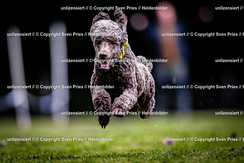 Sven Pries | 2025-10-03 - Hunderennen Obergrombach - Realisiert mit Pictrs.com