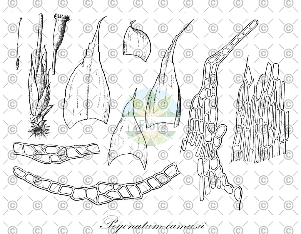 HistAbb_wfo-0001157819_1_ENZY_Simple | Historische Abbildung von Pogonatum camusii - Polytrichaceae | Historical Illustration of Pogonatum camusii - Polytrichaceae