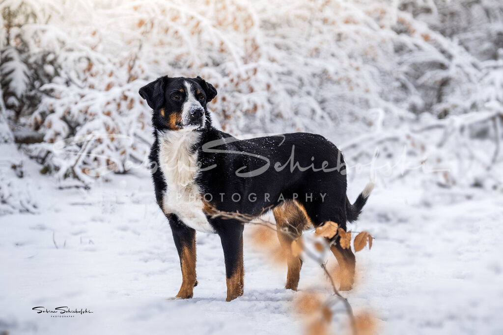 Winterwunderwelt #03 | People- und Tierfotografie, Imageaufnahmen, Veranstaltungsfotografie und Wandbilder aus der Natur ★ Made in Germany ✔️ Druck + Downloads ✔️ Naturfotografie in Top Qualität ★ schneller Versand, weltweite Lieferung! - Realisiert mit Pictrs.com