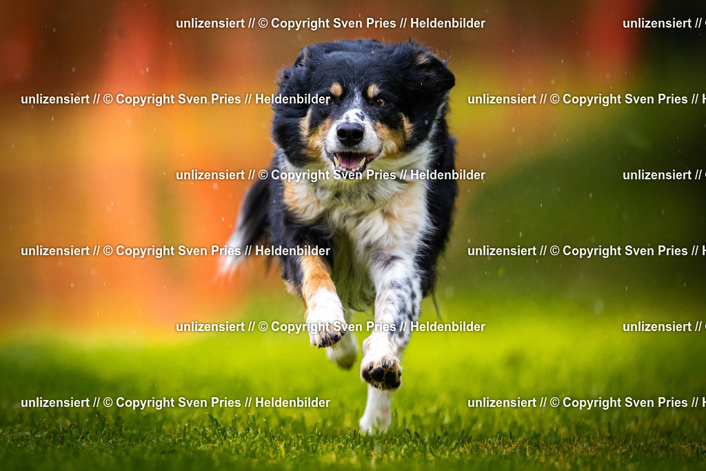 Sven Pries | 2025-09-21 - Hunderennen Baden-Oos - Realisiert mit Pictrs.com