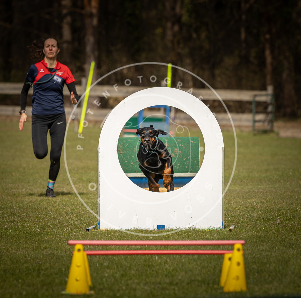 Pfotenfotografie_DV3A5624 | Hundefotografie, Tierfotograf, Pfotenfotografie, Fotoshooting Hund, Hunde Portrait, Hundesport, Hundeportraits, Heideshooting, Hunde, Sportfotograf, Hundefotograf, Turnierhundsport, THS,  - Realisiert mit Pictrs.com