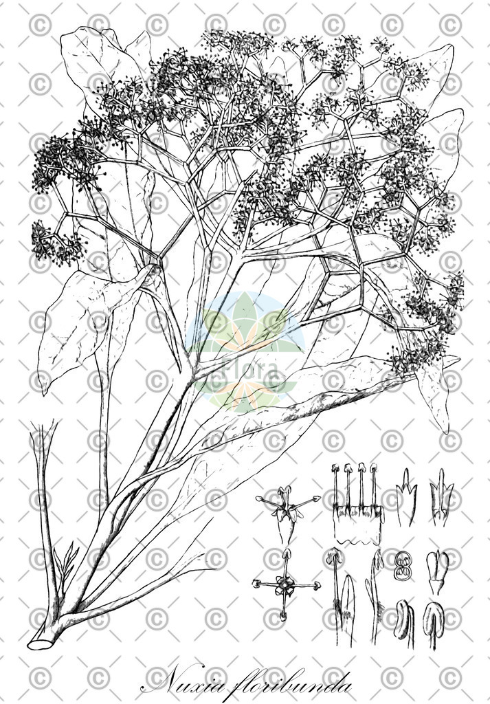 HistAbb_wfo-0000817038_1_ENZY_Simple | Historische Abbildung von Nuxia floribunda - Stilbaceae | Historical Illustration of Nuxia floribunda - Stilbaceae