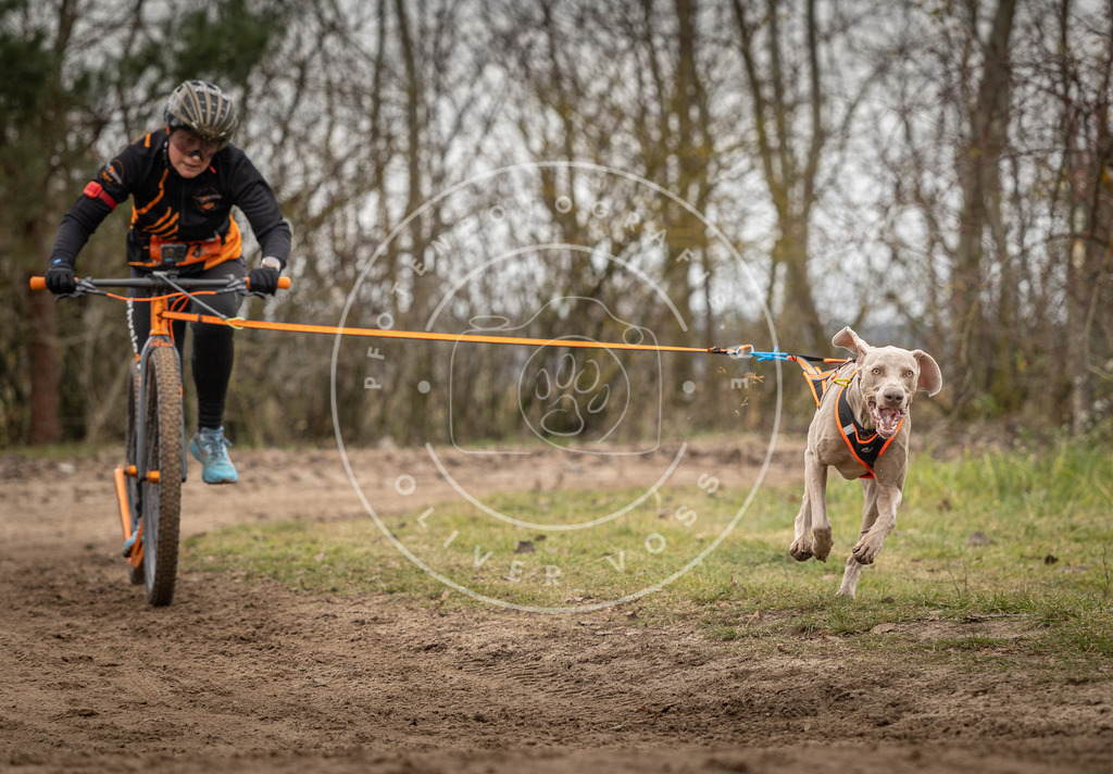 Pfotenfotografie_DV3A9954 | Hundefotografie, Tierfotograf, Pfotenfotografie, Fotoshooting Hund, Hunde Portrait, Hundesport, Hundeportraits, Heideshooting, Hunde, Sportfotograf, Hundefotograf, Turnierhundsport, THS,  - Realisiert mit Pictrs.com