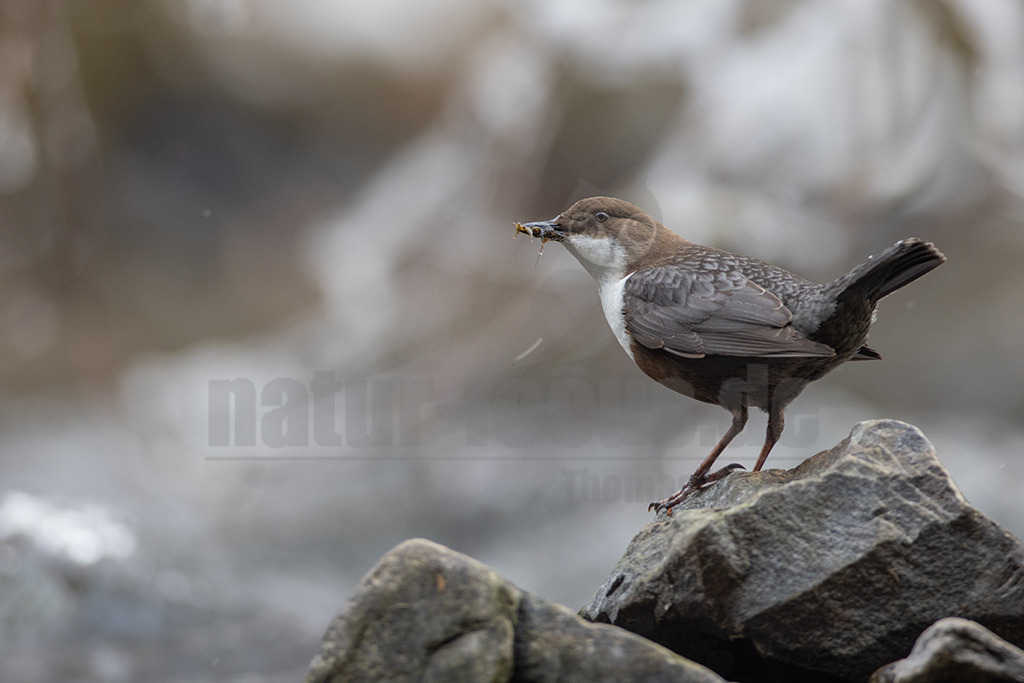 20220402100717-3 | Die Wasseramsel oder Eurasische Wasseramsel (Cinclus cinclus) ist die einzige auch in Mitteleuropa vorkommende Vertreterin der Familie der Wasseramseln (Cinclidae). Der etwa starengroße, rundlich wirkende Singvogel ist eng an das Leben entlang schnellfließender, klarer Gewässer gebunden. Dort ernährt sich die Art vornehmlich von Wasserinsekten, die sie vor allem tauchend erbeutet. - Realisiert mit Pictrs.com