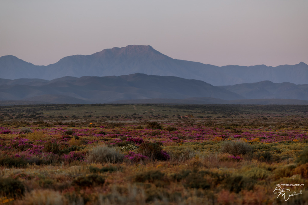 20231003-180906 SOUTHAFRIKA_-1 | Herzlich willkommen auf meiner Seite! Ich bin Elke Wallnisch, Deine Fotografin für lichtstarke Momente. Der Name steht für alles, was mich mit der Fotografie verbindet: Das Licht und seine machtvolle Wirkung auf eine Situation oder unsere Stimmung - Realisiert mit Pictrs.com