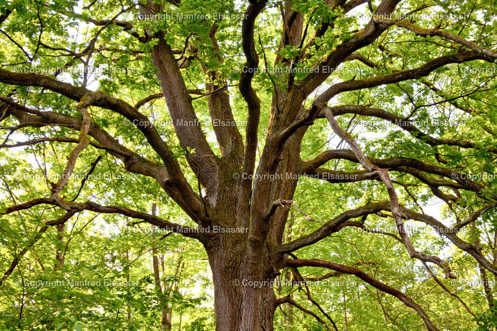 Eiche im Gegenlicht WB-028 | Wald, Ruhe, Erholung, Abschalten, relaxen, Augenoasen, Kraft tanken, Waldbaden, Stress reduzieren, Bäume, Kirschblüten, Frühlingswald, Sonne im Wald, Licht im Wald, Herbstwald, Waldwege, Gebirgswald, Wasser im Wald, Felsen im Wald, - Realisiert mit Pictrs.com