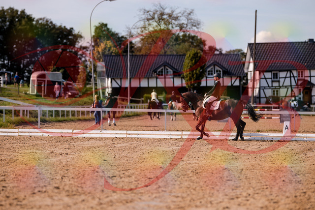 2026_10_03_Siefer-Hof_130850_Z81_61918332 | Professionelle Reitsport-, Turnier- und Eventfotografie von Robert Broda. Galerien mit ausgewählten und bearbeiteten Bildern direkt online ansehen und bestellen.