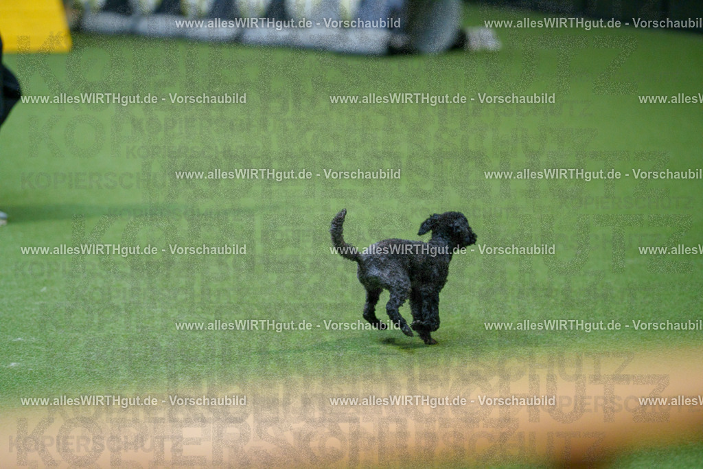 @allesWIRTHgut_Tierfotografie - www.allesWIRTHgut.de - 2604250859-7R508270 | Professionelle Tierfotografie in Mönchengladbach von Daniel Wirth (allesWIRTHgut). Liebevolle & natürliche Bilder von Hunden & Katzen für unvergessliche Erinnerungen.