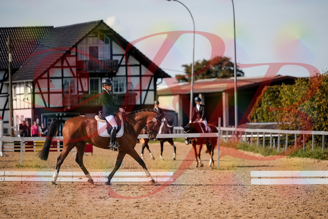 2026_10_03_Siefer-Hof_131529_Z63_77019957 | Professionelle Reitsport-, Turnier- und Eventfotografie von Robert Broda. Galerien mit ausgewählten und bearbeiteten Bildern direkt online ansehen und bestellen.