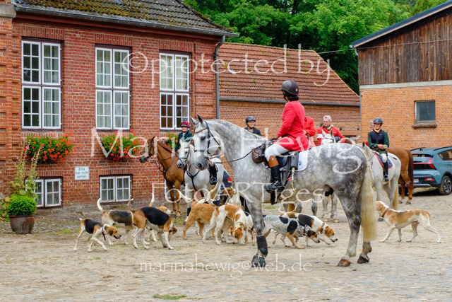 Jagd Knoop 26_MarinaHewigDSCF8673 | Fotografie, FotoArt, PferdesportArt, Pferdesportfotografie, Landschaftsfotografie, Reisefotografie, Reise, Pferde - Realisiert mit Pictrs.com