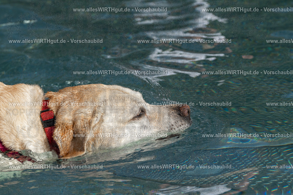 Hundeschwimmen_Volksbad_2026-allesWIRTHgut_Tierfotografie-2609061456-FAY07015 | Professionelle Tierfotografie in Mönchengladbach von Daniel Wirth (allesWIRTHgut). Liebevolle & natürliche Bilder von Hunden & Katzen für unvergessliche Erinnerungen.