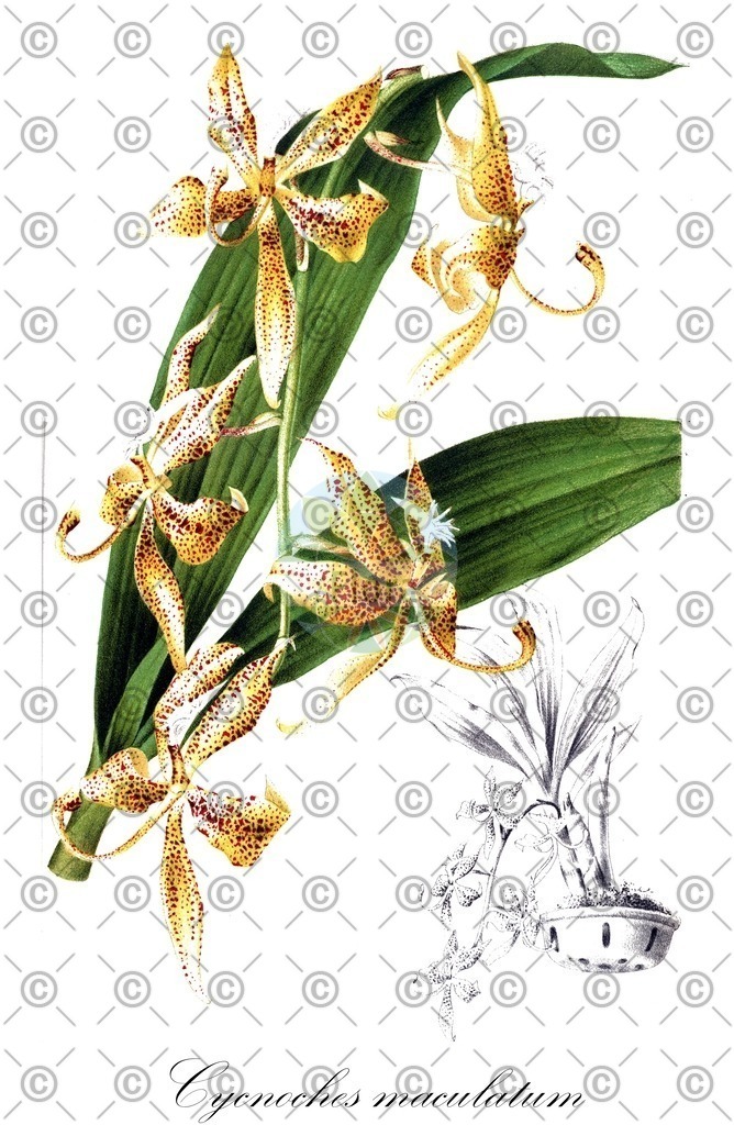 Histabb_EMP_30948SRC_Koehler_1887_by_W._Mueller_SIMPLE | Historische Abbildung von Cycnoches maculatum - Orchidaceae | Historical Illustration of Cycnoches maculatum - Orchidaceae