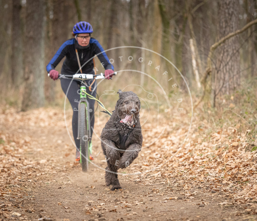 Pfotenfotografie_DV3A6864 | Hundefotografie, Tierfotograf, Pfotenfotografie, Fotoshooting Hund, Hunde Portrait, Hundesport, Hundeportraits, Heideshooting, Hunde, Sportfotograf, Hundefotograf, Turnierhundsport, THS,  - Realisiert mit Pictrs.com