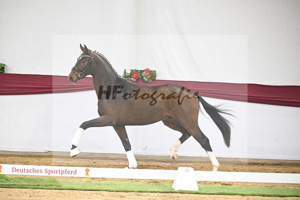 Kat-Nr. 35 Va Bene x San Amour I_Gestuet Greim_47251218 | hf-fotografie - Realisiert mit Pictrs.com