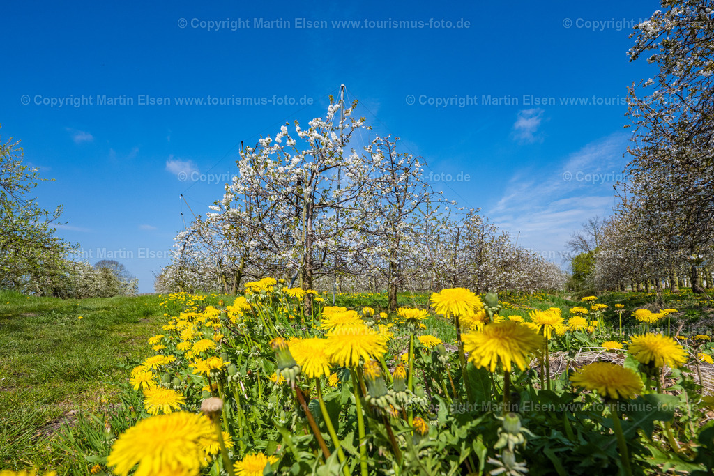Steinkirchen Kirschblüte_ELS_9815230423 | Fotos aus den Touristenorten aus Norddeutschland. - Realisiert mit Pictrs.com