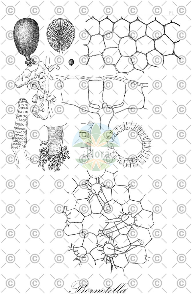 HistAbb_3BP8_2_ENZY_Simple | Historische Abbildung von Bornetella - Dasycladaceae (0) | Historical Illustration of Bornetella - Dasycladaceae (0)