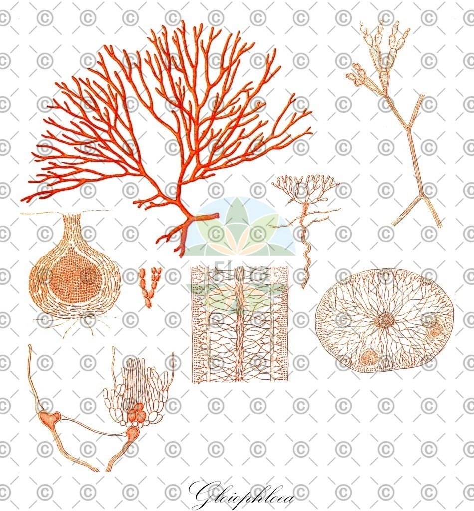 HistAbb_4P6P_2_ENZY_Simple | Historische Abbildung von Gloiophloea - Scinaiaceae (0) | Historical Illustration of Gloiophloea - Scinaiaceae (0)