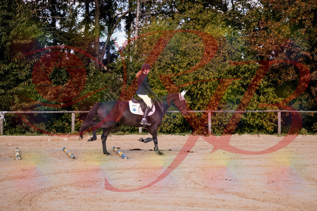 2026_10_03_Siefer-Hof_145847_Z81_40466123 | Professionelle Reitsport-, Turnier- und Eventfotografie von Robert Broda. Galerien mit ausgewählten und bearbeiteten Bildern direkt online ansehen und bestellen.