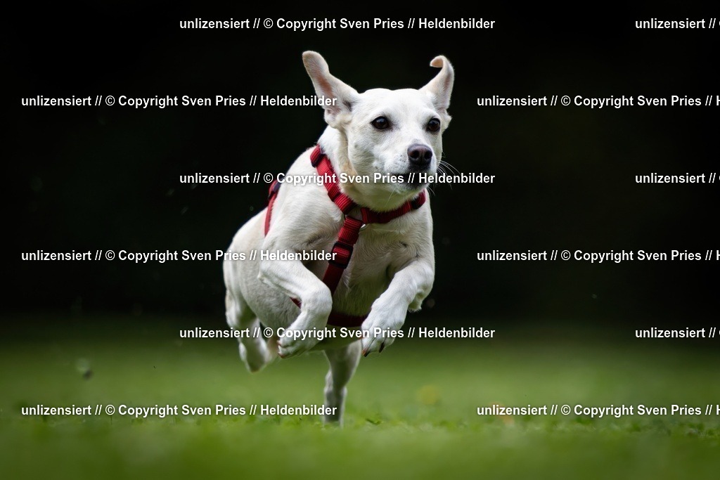 Sven Pries | 19. Allgemeines Hunderennen Karlsruhe Durlach - Realisiert mit Pictrs.com