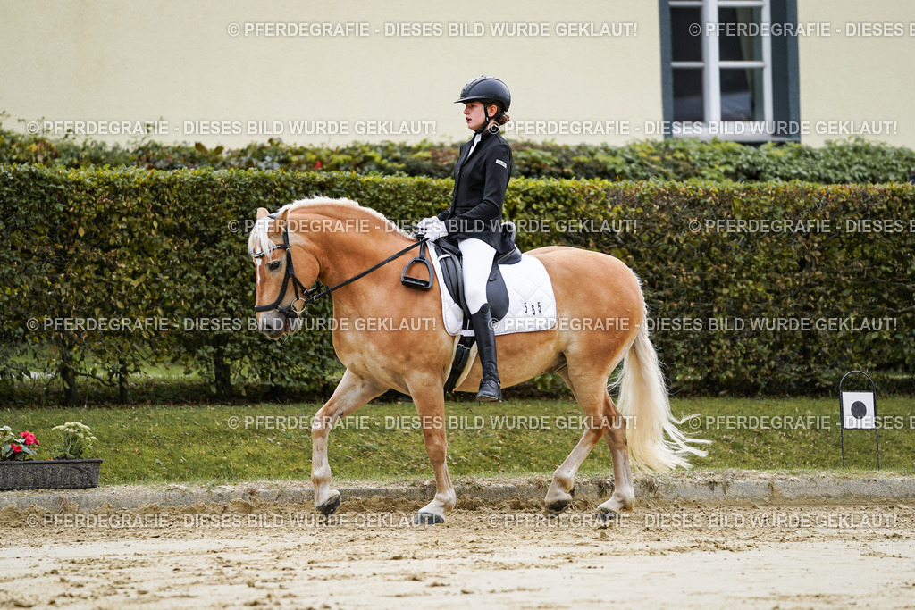 DSC04646 | Pferdegrafie