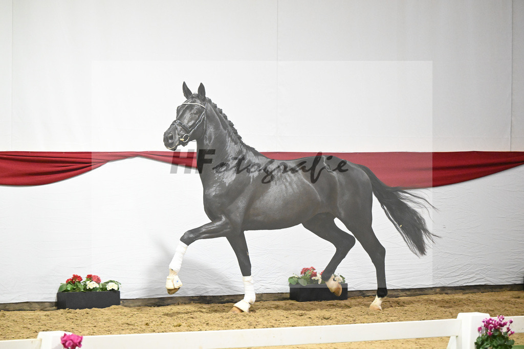 Kat-Nr. 55 v. DSP Bohemian_Casper_63221531 | hf-fotografie - Realizzato con Pictrs.com