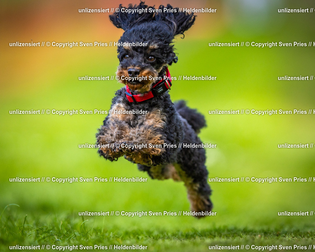 Sven Pries | 2025-04-13 - Hunderennen Baden-Baden - Realisiert mit Pictrs.com