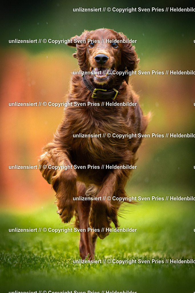 Sven Pries | 2025-09-21 - Hunderennen Baden-Oos - Realisiert mit Pictrs.com