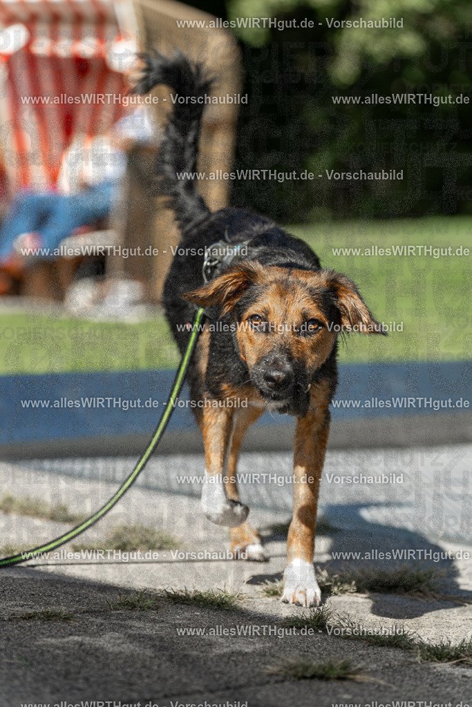 Hundeschwimmen_Volksbad_2026-allesWIRTHgut_Tierfotografie-2609061403-7R501028 | Professionelle Tierfotografie in Mönchengladbach von Daniel Wirth (allesWIRTHgut). Liebevolle & natürliche Bilder von Hunden & Katzen für unvergessliche Erinnerungen.