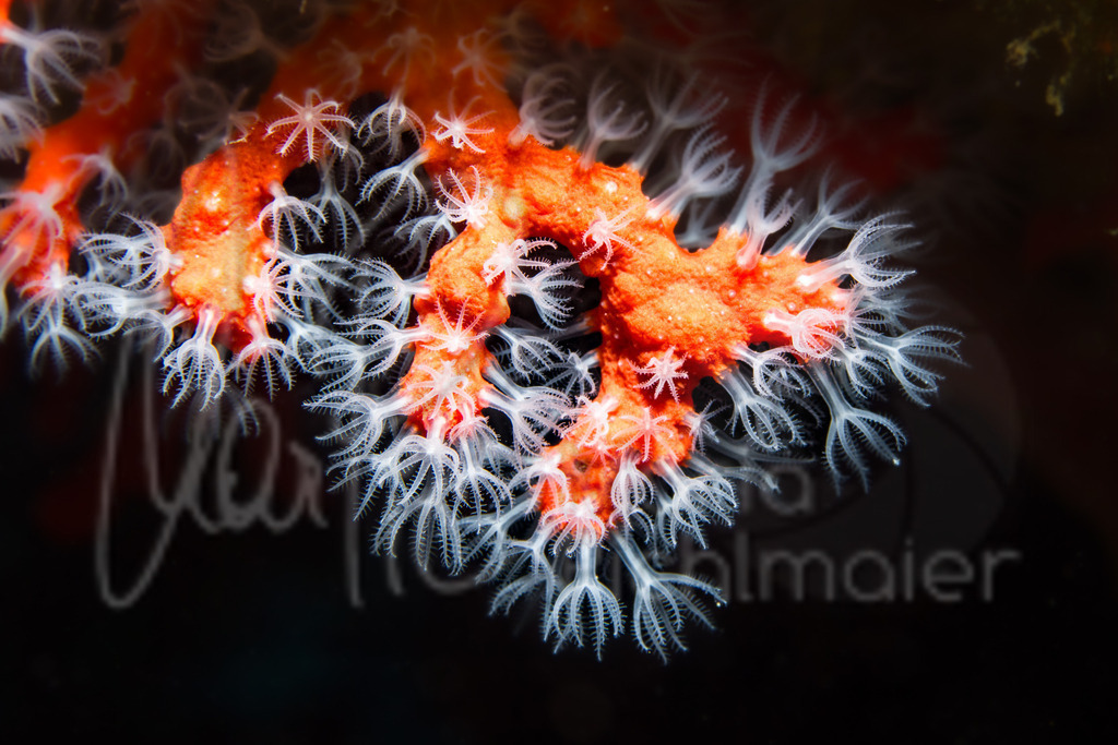 Corallium rubrum | Edelkoralle - Realisiert mit Pictrs.com