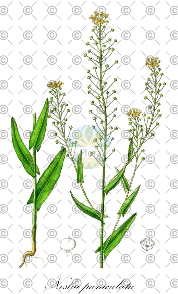 HistAbb_wfo-0000381092_1_ENZY_Simple | Historische Abbildung von Neslia paniculata - Brassicaceae (Eigentlicher Finkensame;Gewöhnlicher Finkensame;Finkensame;Zugespitzter Finkensame;Ackernüsschen) | Historical Illustration of Neslia paniculata - Brassicaceae (ball mustard)