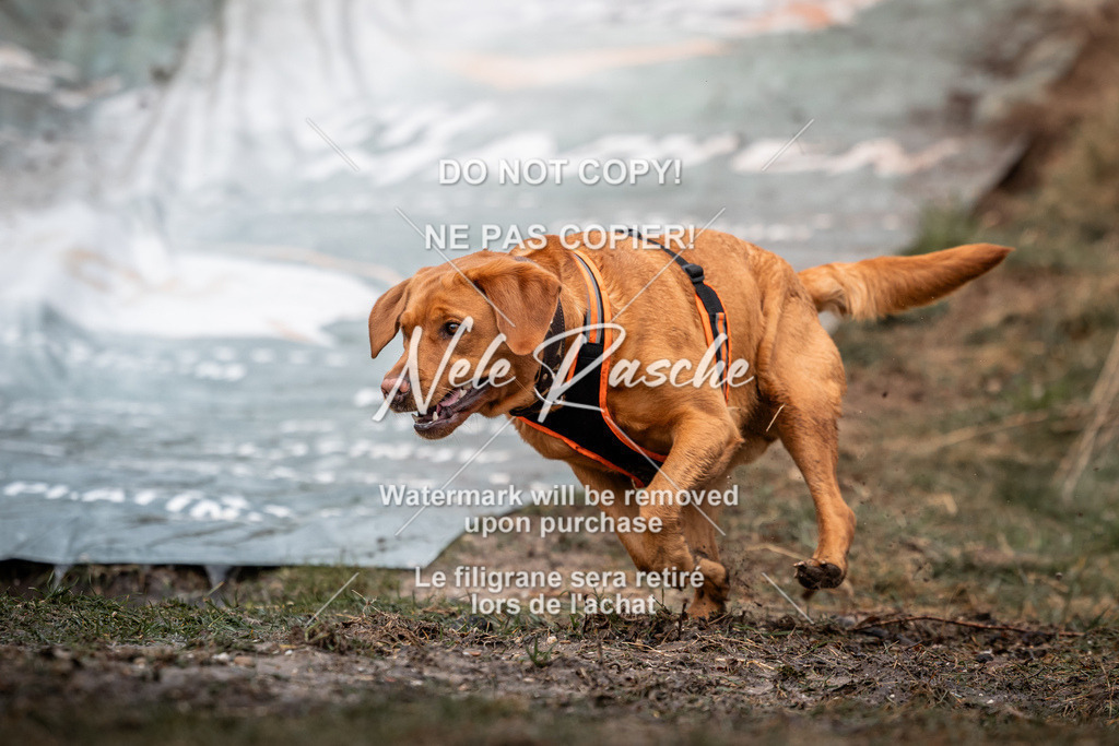 nelerasche_1330-1400_63 | nelerasche