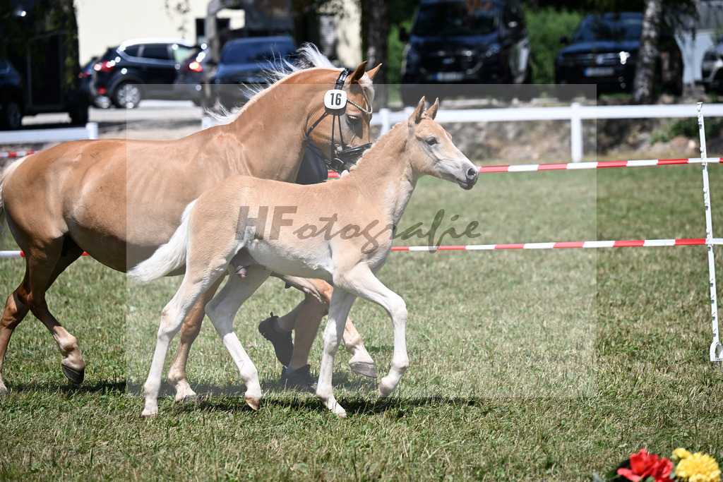 Kat-Nr. 16 HF v. Wales x Stilton_Schwarz_22250377 | hf-fotografie - Realizzato con Pictrs.com