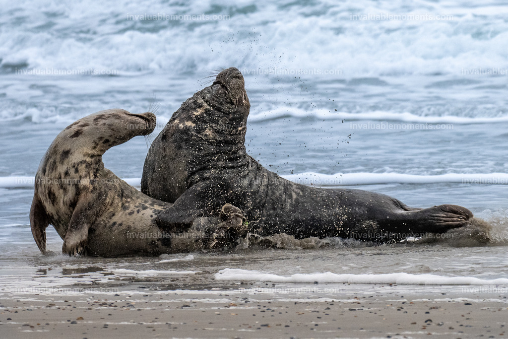 DSC_1108-2-112 | invaluablemoments.com - Realisiert mit Pictrs.com