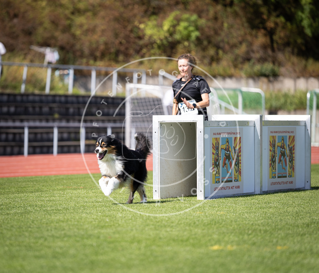 Pfotenfotografie_DV3A8812 | Hundefotografie, Tierfotograf, Pfotenfotografie, Fotoshooting Hund, Hunde Portrait, Hundesport, Hundeportraits, Heideshooting, Hunde, Sportfotograf, Hundefotograf, Turnierhundsport, THS,  - Realisiert mit Pictrs.com