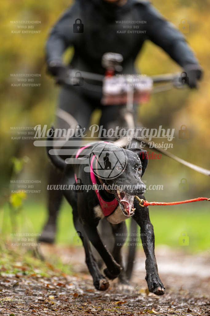 MompixPhotography_Bischwiller23_DS2-7 | mompixphotography