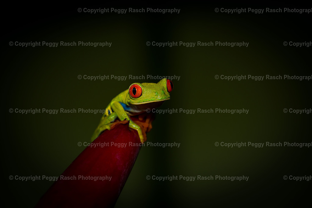 Frosch Observatory Lodge 6 | PeggyRaschPhotography - Realisiert mit Pictrs.com