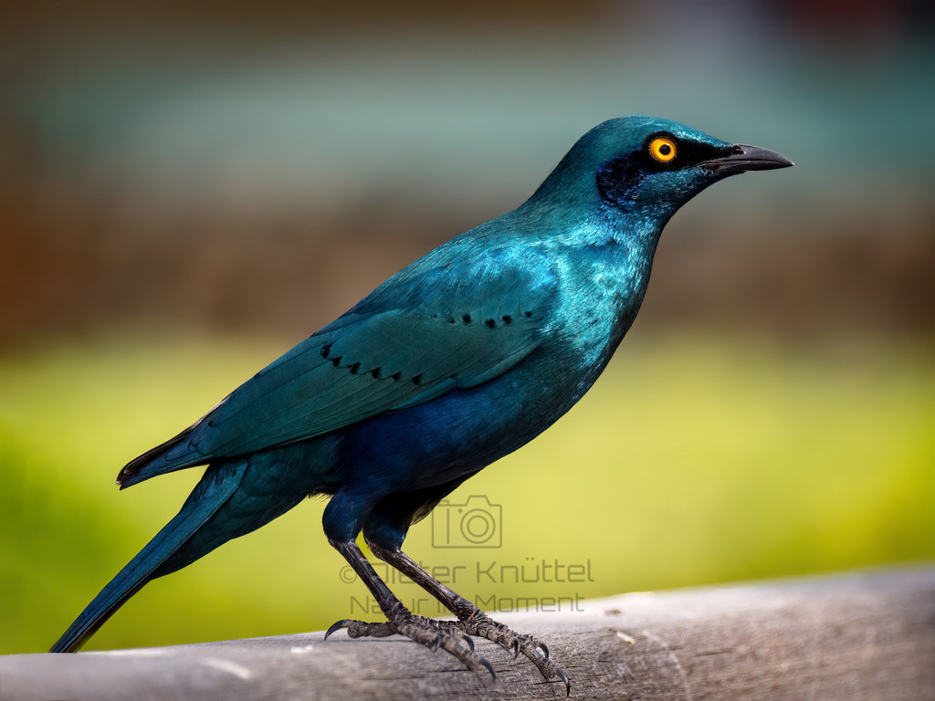 PANA1265-Bearbeitet-2017-Bearbeitet-2017-LR | Natur im Moment - Realisiert mit Pictrs.com