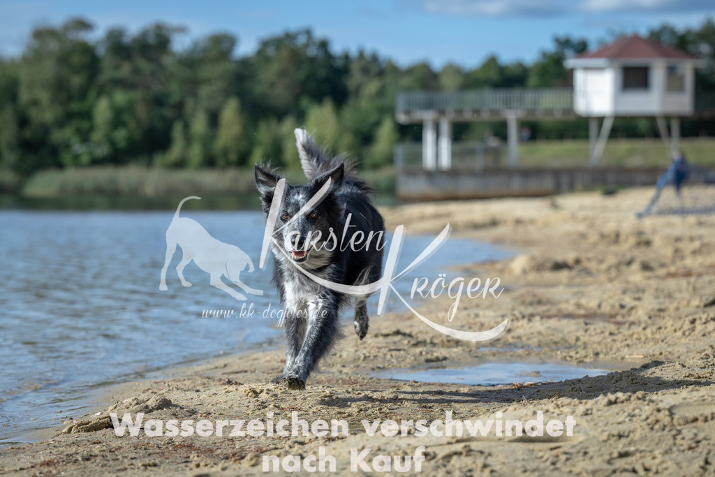 1444_ZZ91935 | kk-dogfotos