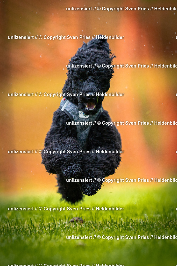 Sven Pries | 2025-09-21 - Hunderennen Baden-Oos - Realisiert mit Pictrs.com