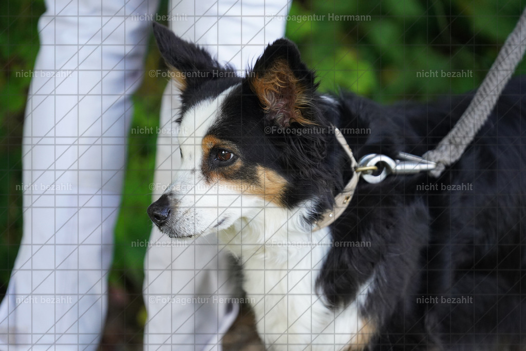 20240705-FAH03419 | Turnierbilder von Grafing, Reitsportbilder, Turnierfotos, Turnierfotografen Bayern, Pferdefotograf, Fotoagentur Herrmann