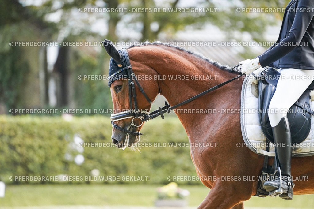 DSC05362 | Pferdegrafie