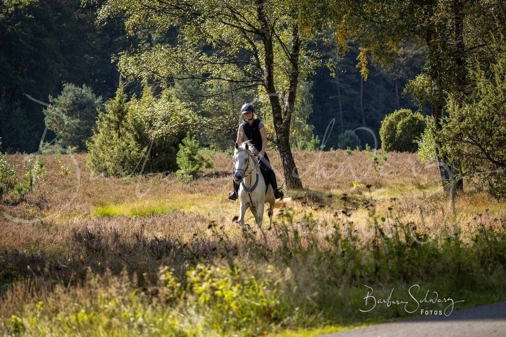 DdLH-WehlenerHeide_2025-09-20_131 | Fotografie, Veranstaltungs-Fotografie, Pferde-Fotografie, Landschafts-Fotografie, Reise-Fotografie - Realisiert mit Pictrs.com