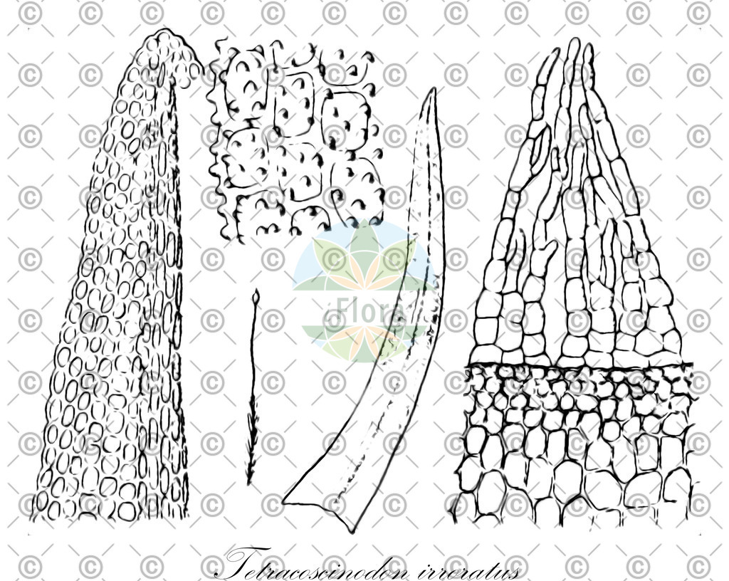 HistAbb_wfo-0000457830_1_ENZY_Simple | Historische Abbildung von Tetracoscinodon irroratus - Pottiaceae | Historical Illustration of Tetracoscinodon irroratus - Pottiaceae